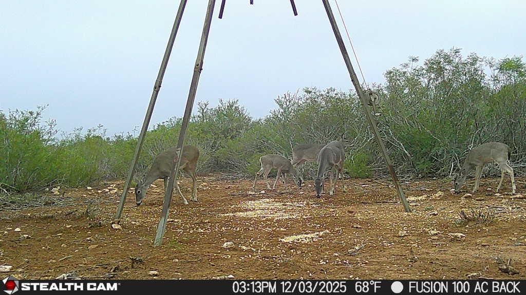 8993 N County Rd 101 Rd, San Diego, TX 78384