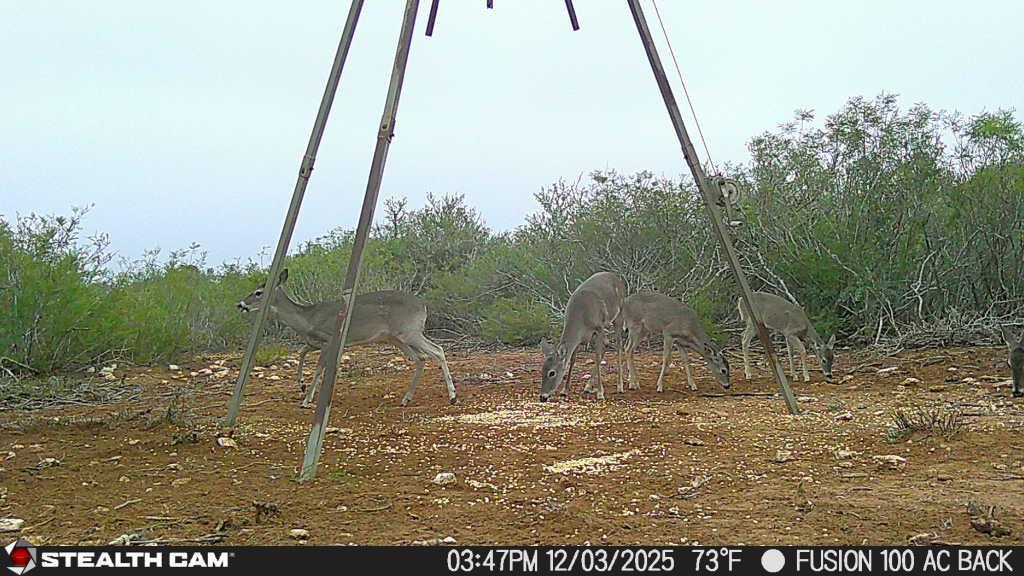 8993 N County Rd 101 Rd, San Diego, TX 78384