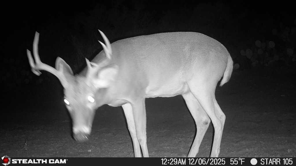 8993 N County Rd 101 Rd, San Diego, TX 78384