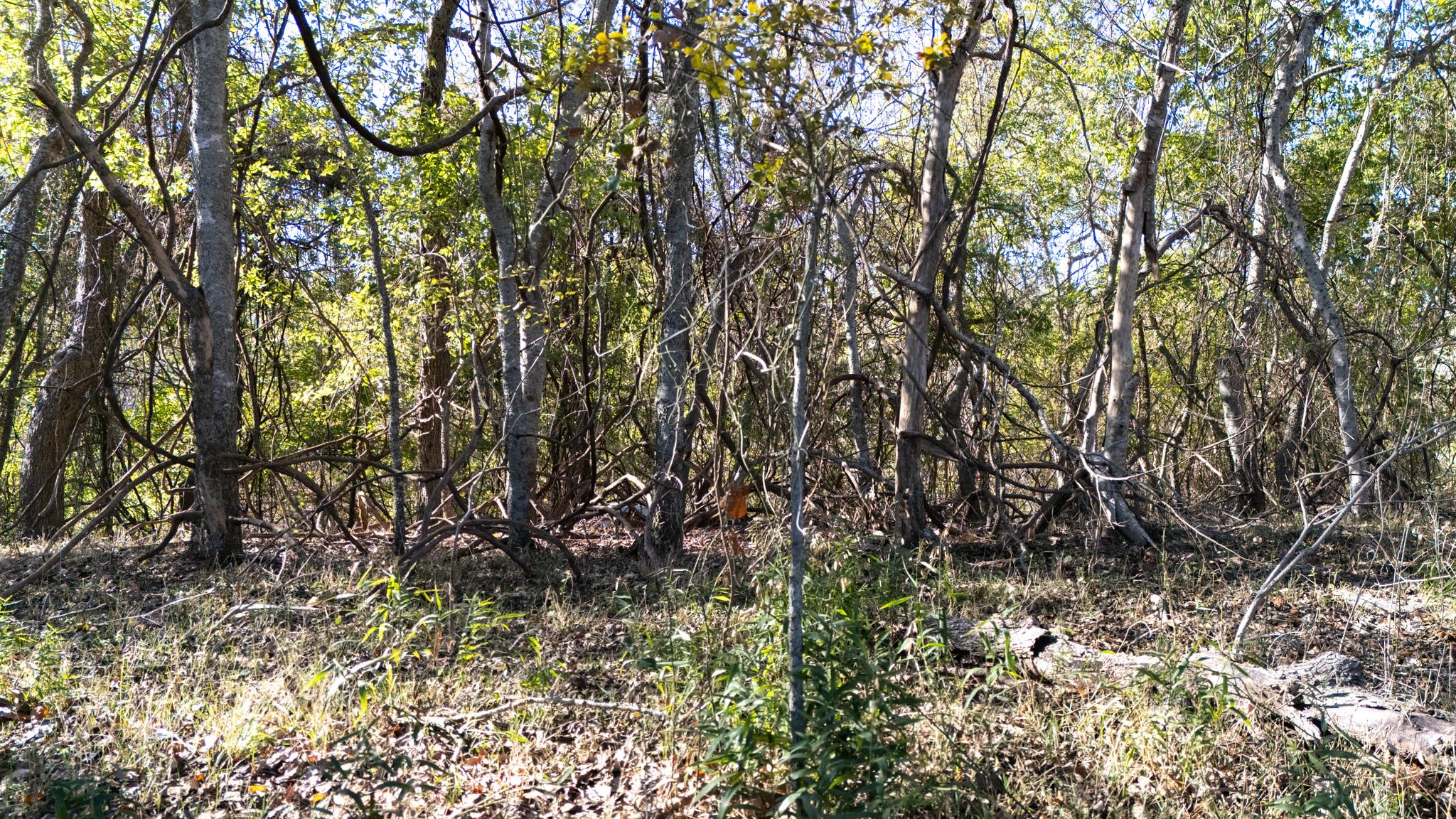 TBD Darst Creek Ln, Seguin, TX 78155