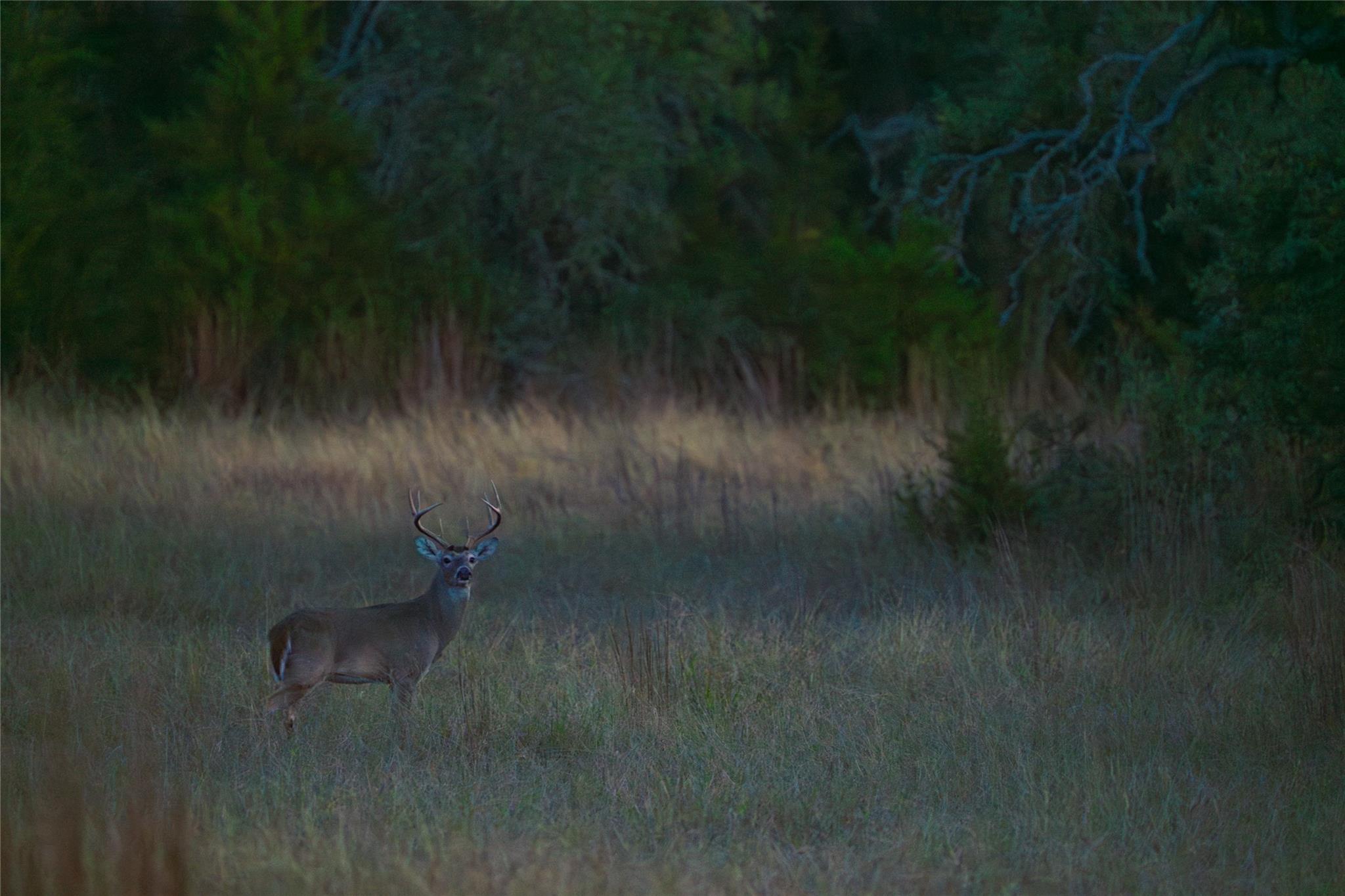 518 Curly H Ranch Rd, Dripping Springs, TX 78620