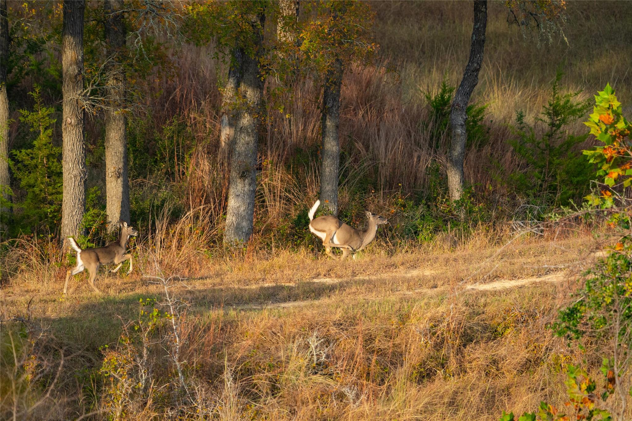 518 Curly H Ranch Rd, Dripping Springs, TX 78620