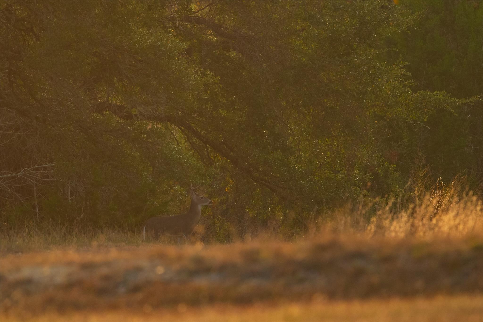 518 Curly H Ranch Rd, Dripping Springs, TX 78620