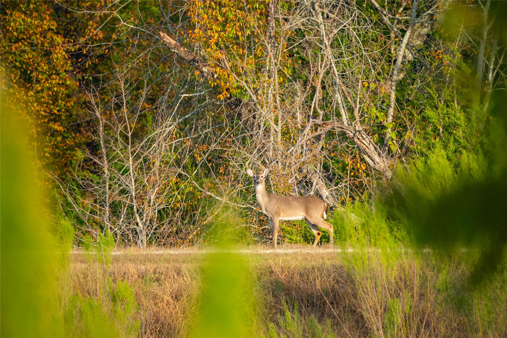 518 Curly H Ranch Rd, Dripping Springs, TX 78620