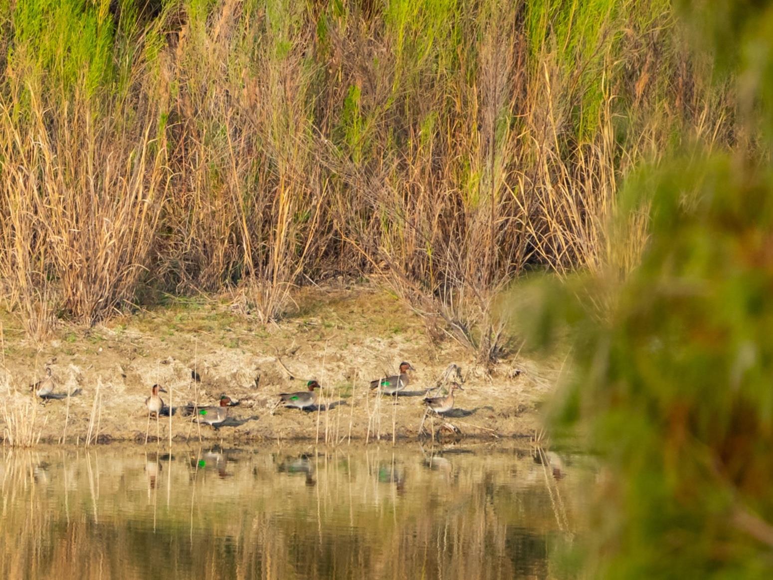 518 Curly H Ranch Rd, Dripping Springs, TX 78620