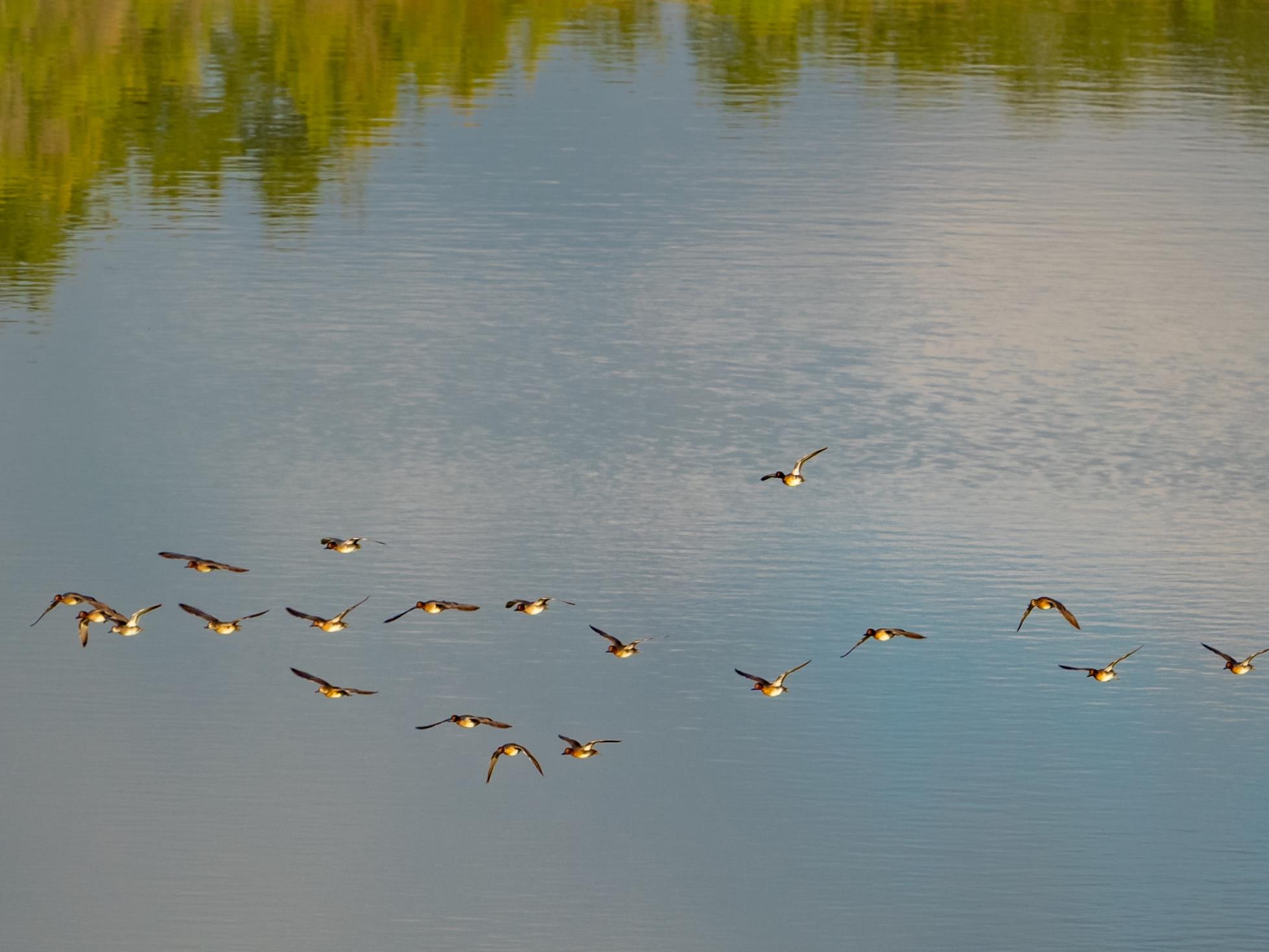 518 Curly H Ranch Rd, Dripping Springs, TX 78620