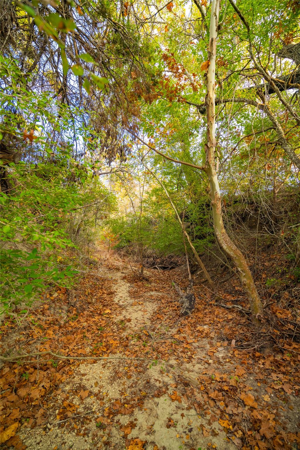 518 Curly H Ranch Rd, Dripping Springs, TX 78620