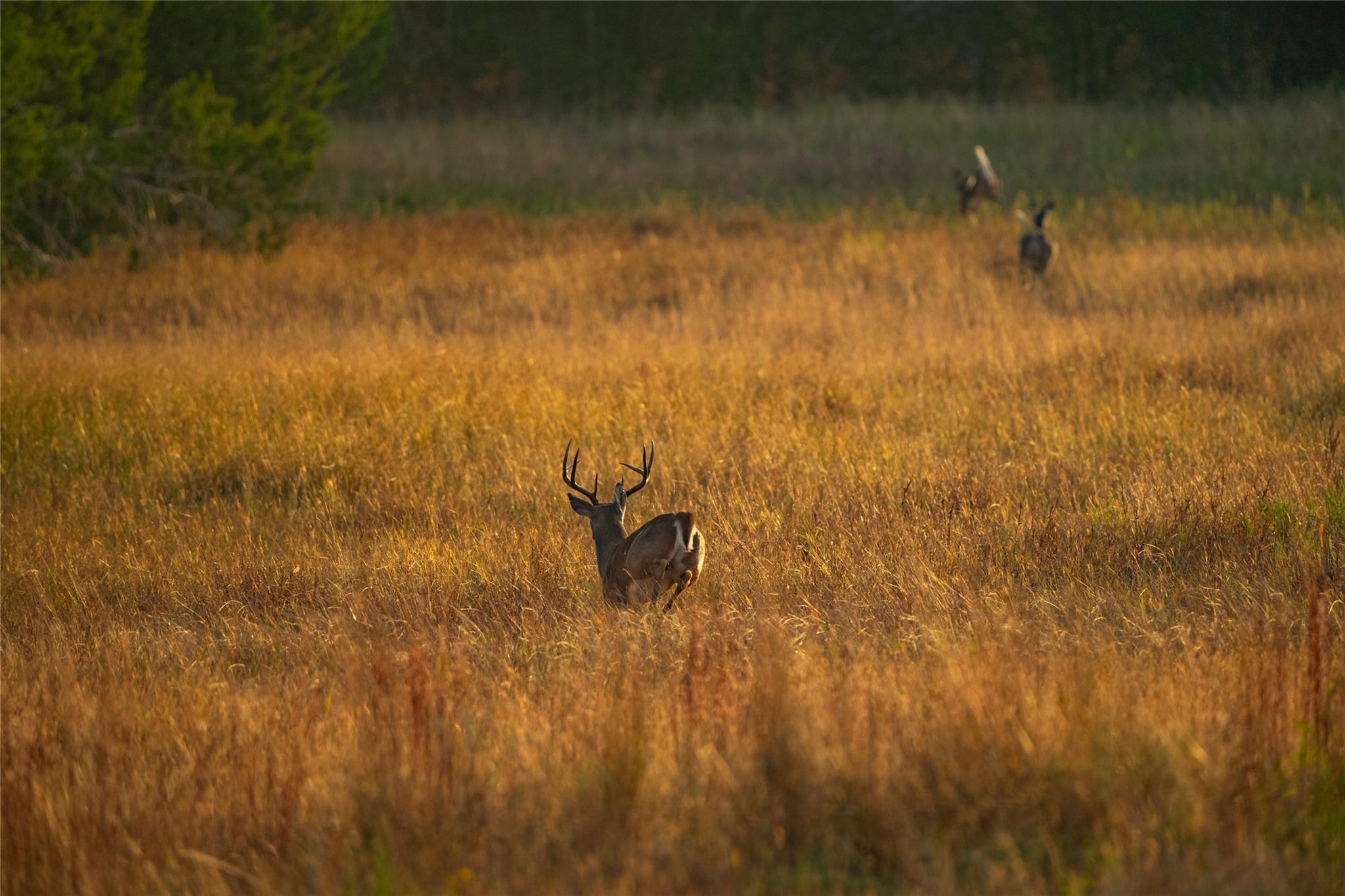 518 Curly H Ranch Rd, Dripping Springs, TX 78620
