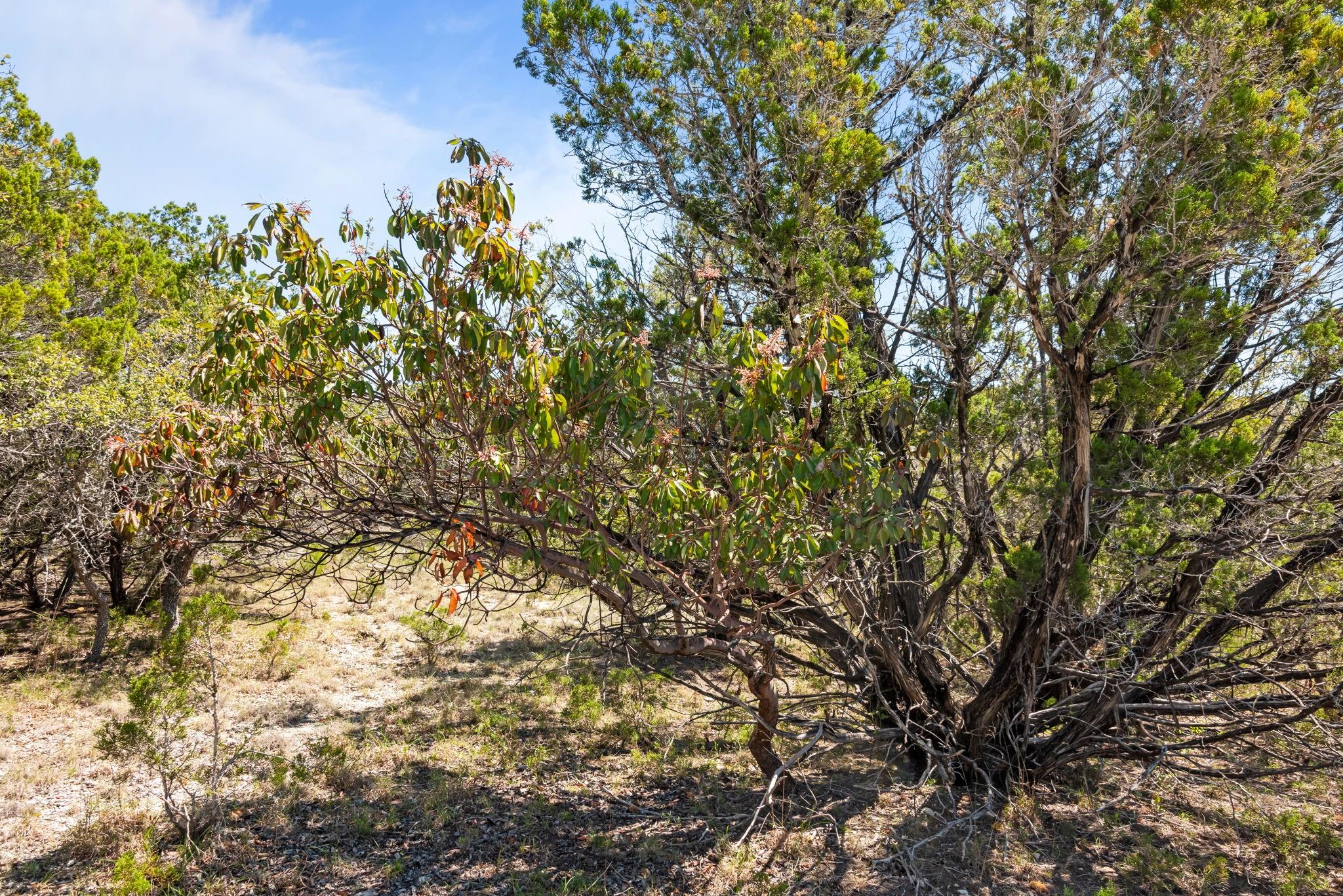 1725 Cripple Creek Sta, Dripping Springs, TX 78620