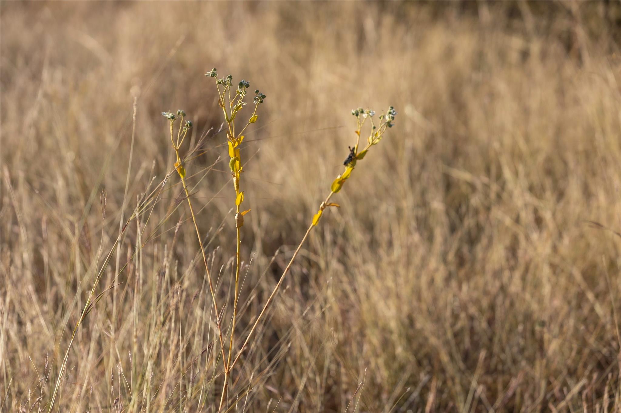 TBD W RR 962, Round Mountain, TX 78663