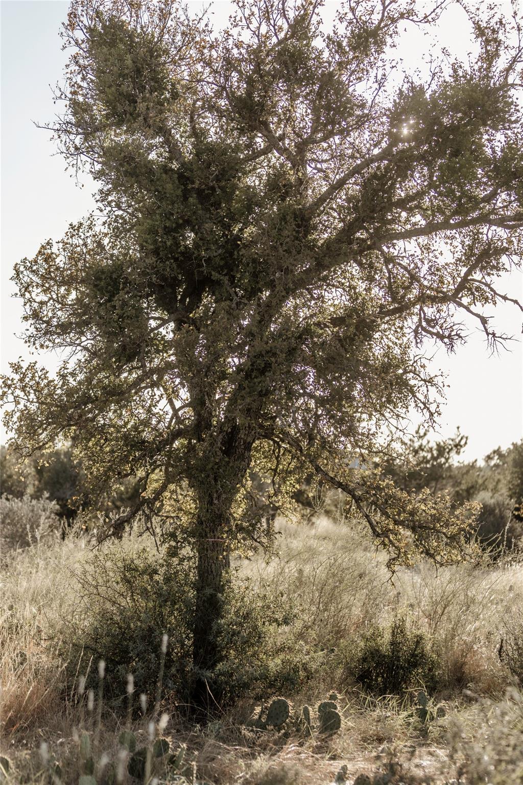 TBD W RR 962, Round Mountain, TX 78663