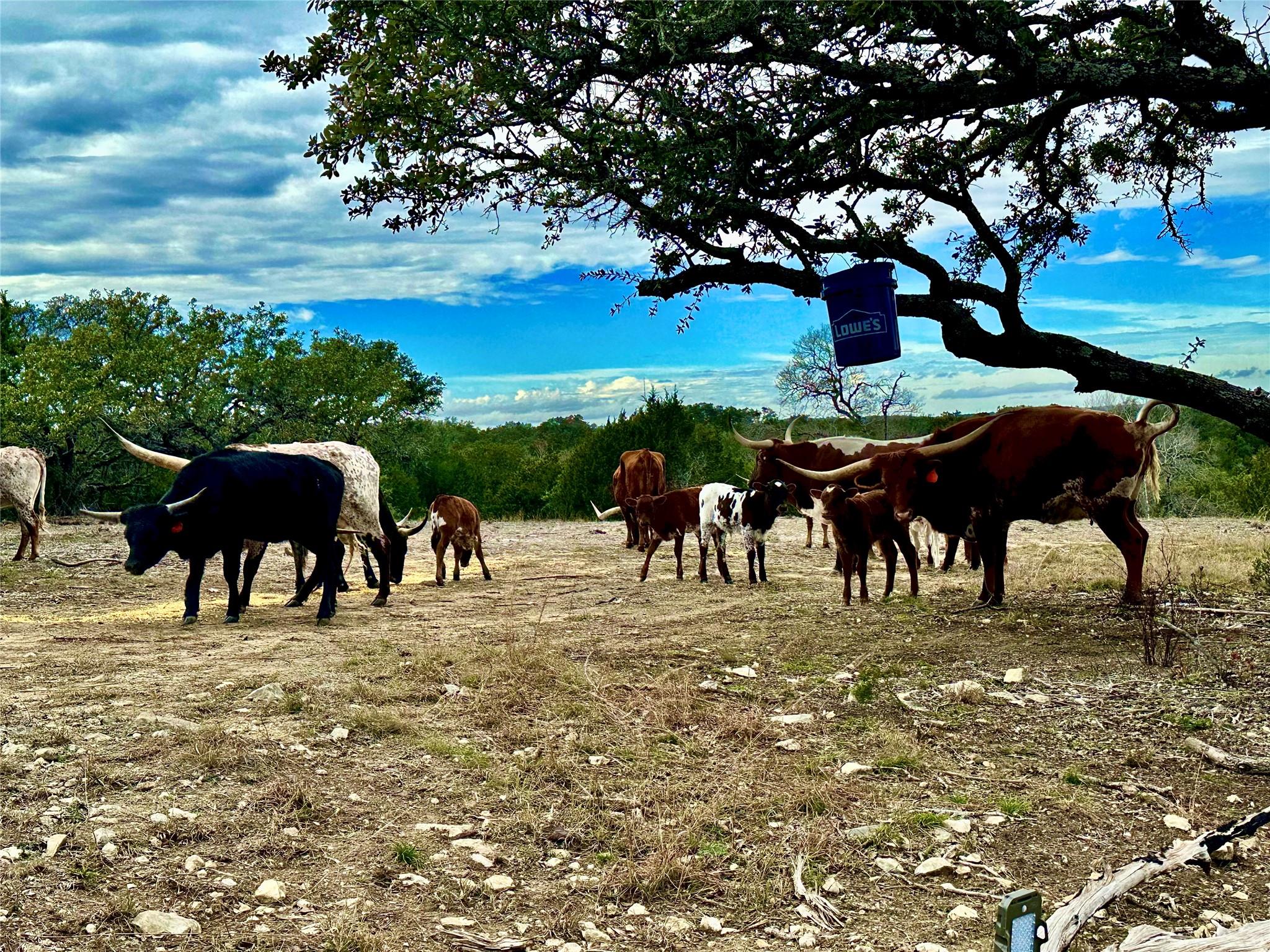 1200 Lipan Apache Run, Blanco, TX 78606