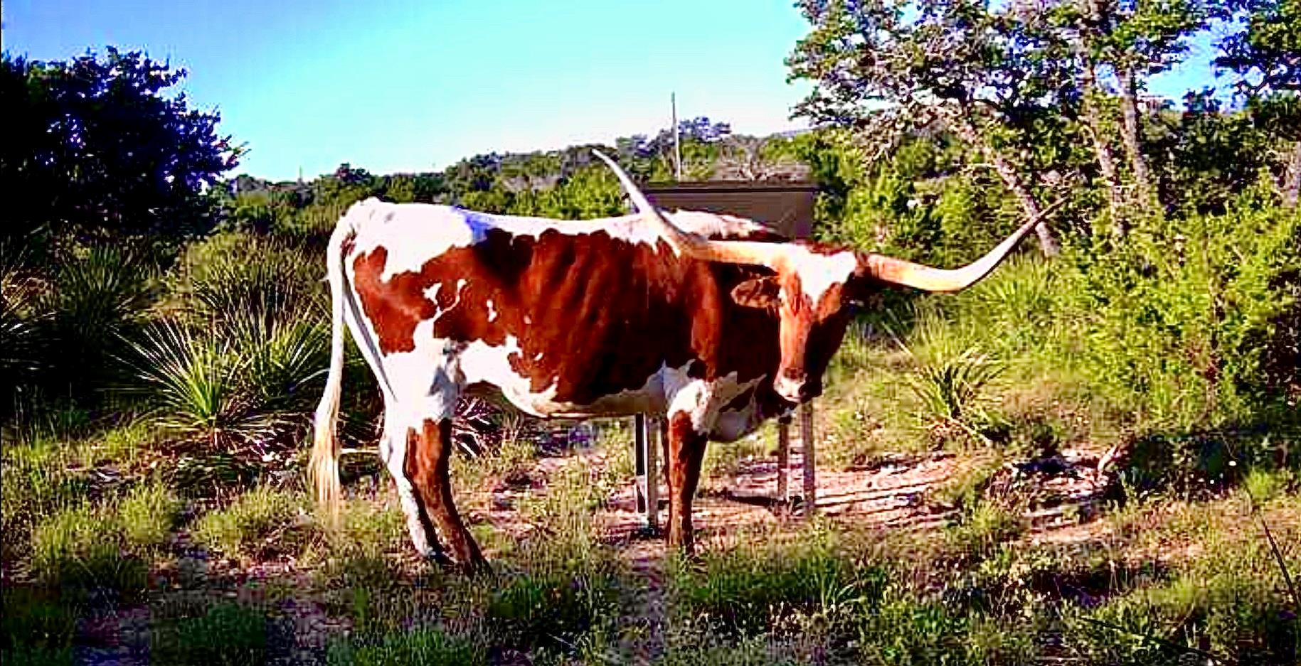 1200 Lipan Apache Run, Blanco, TX 78606