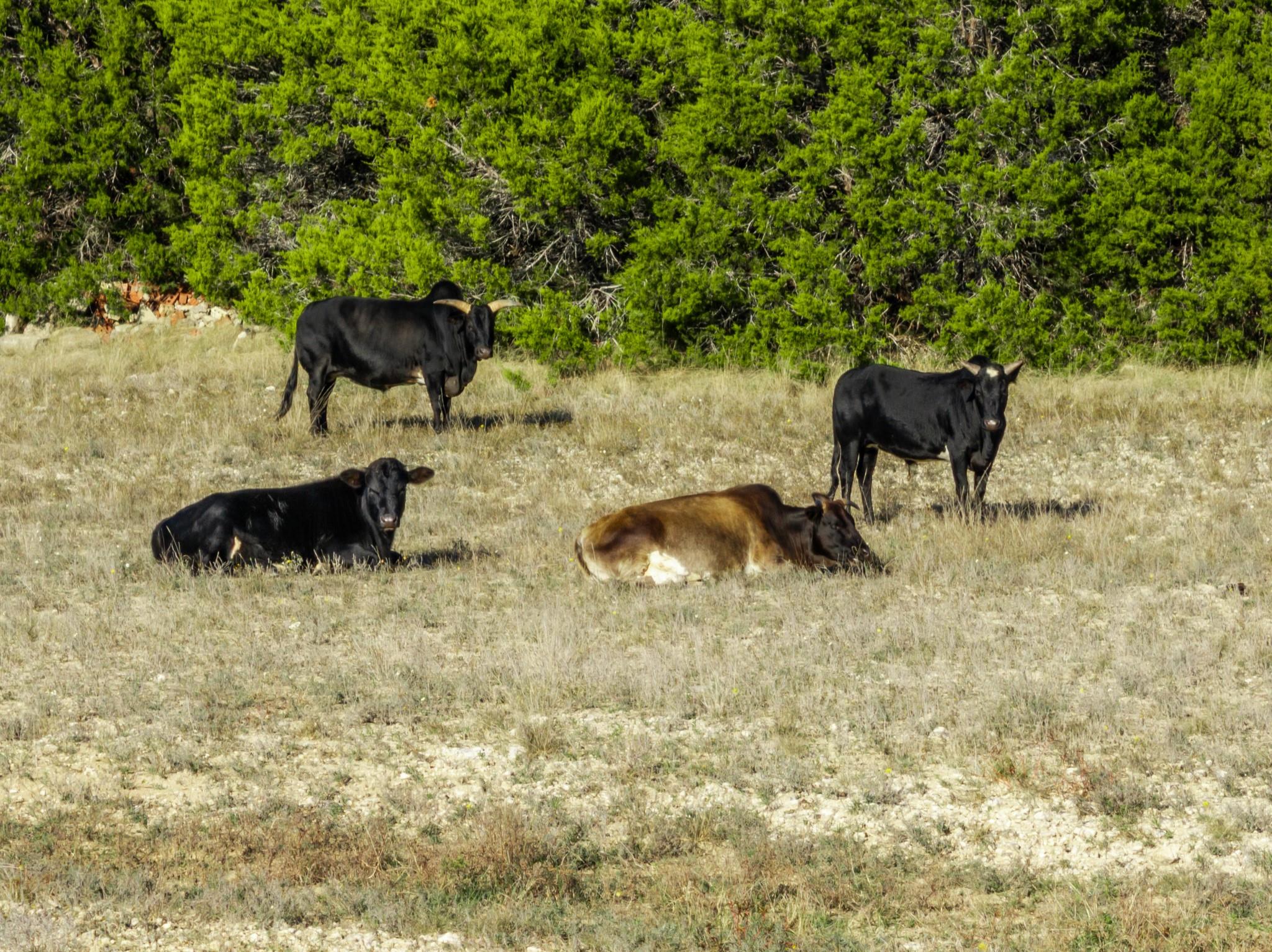 853 County Road 4390, Kempner, TX 76539