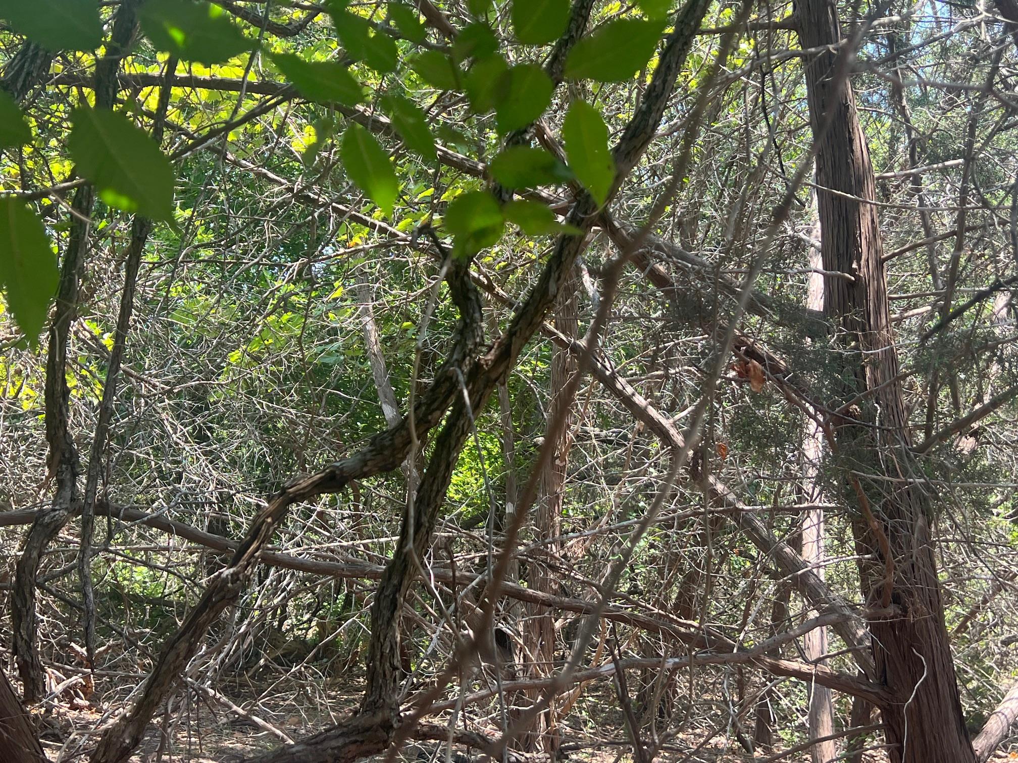 5.04 Acres Mourning Dove Ln, Lampasas, TX 76550