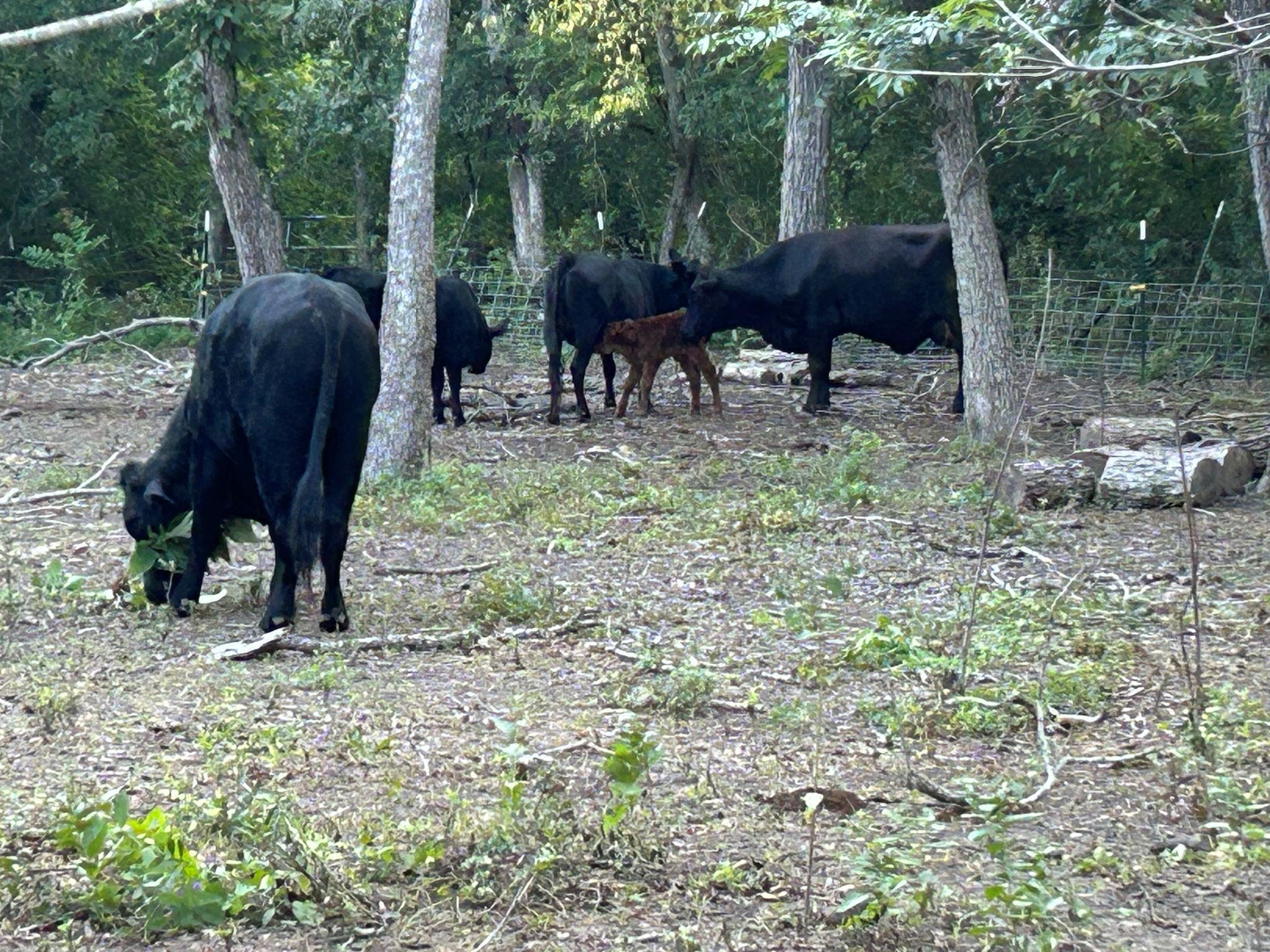 11910 FM 1660 Fm 1660, Hutto, TX 78634