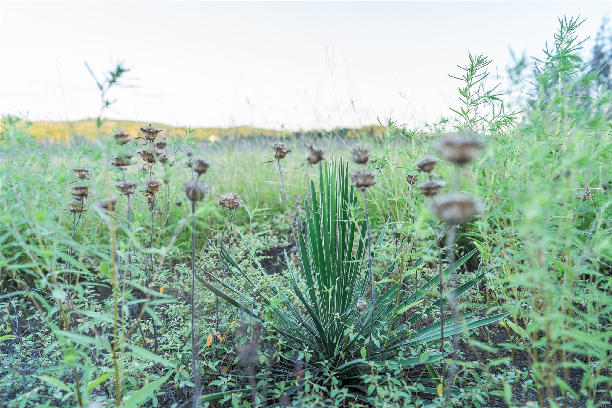 TBD Crabapple Rd, Blanco, TX 78606