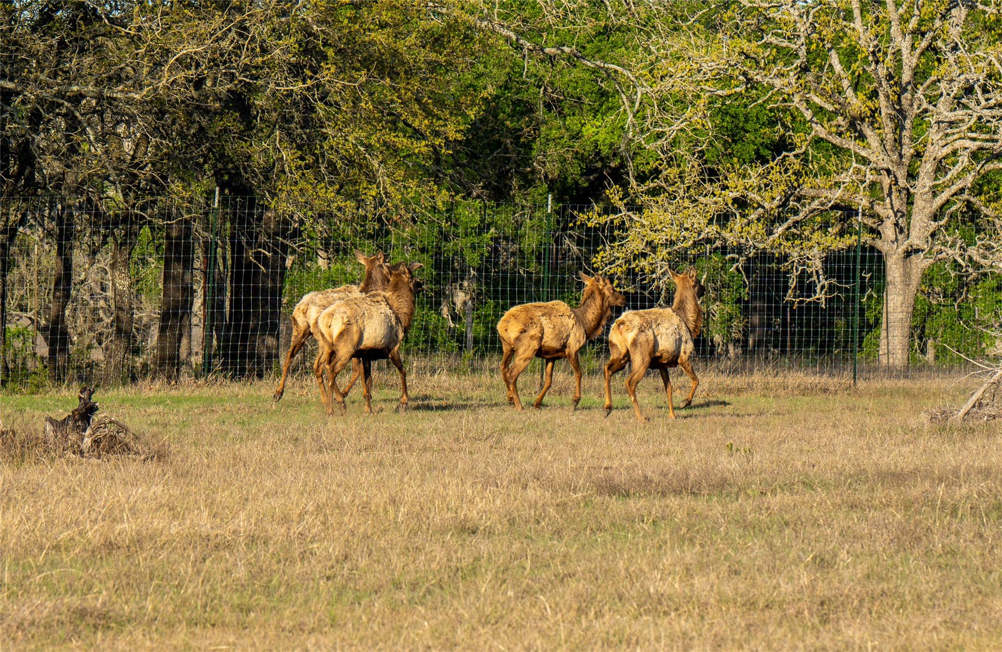 5525 FM2340 Rd, Burnet, TX 78611