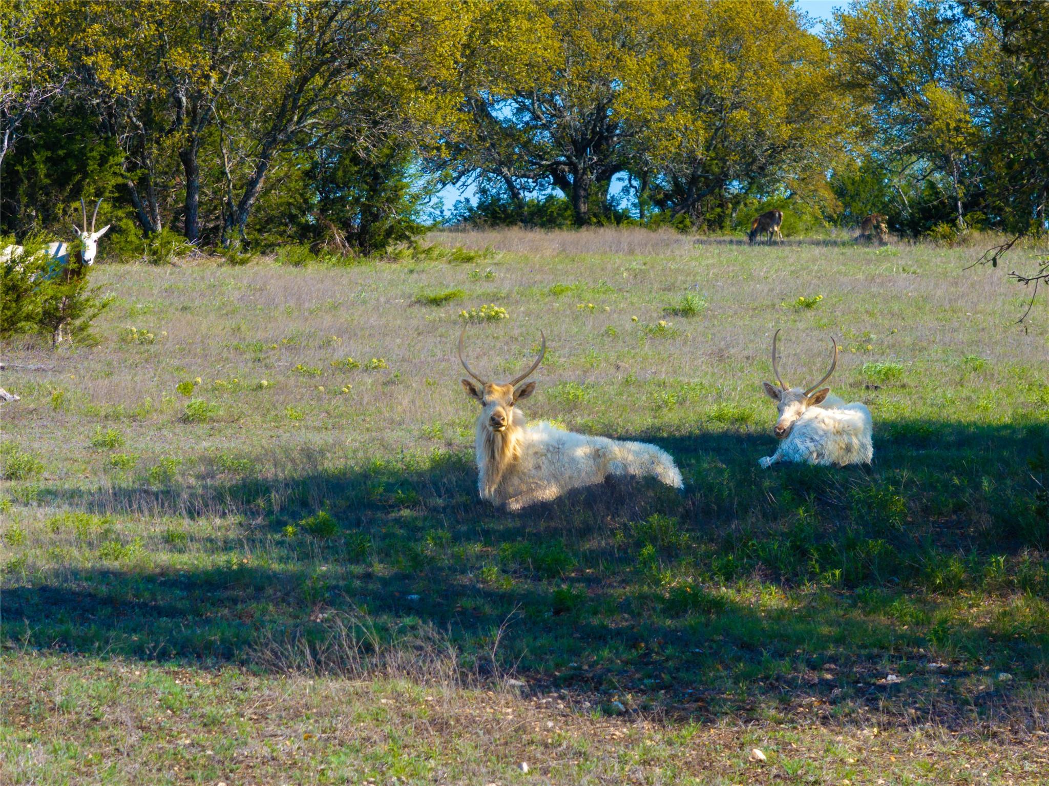 5525 FM2340 Rd, Burnet, TX 78611