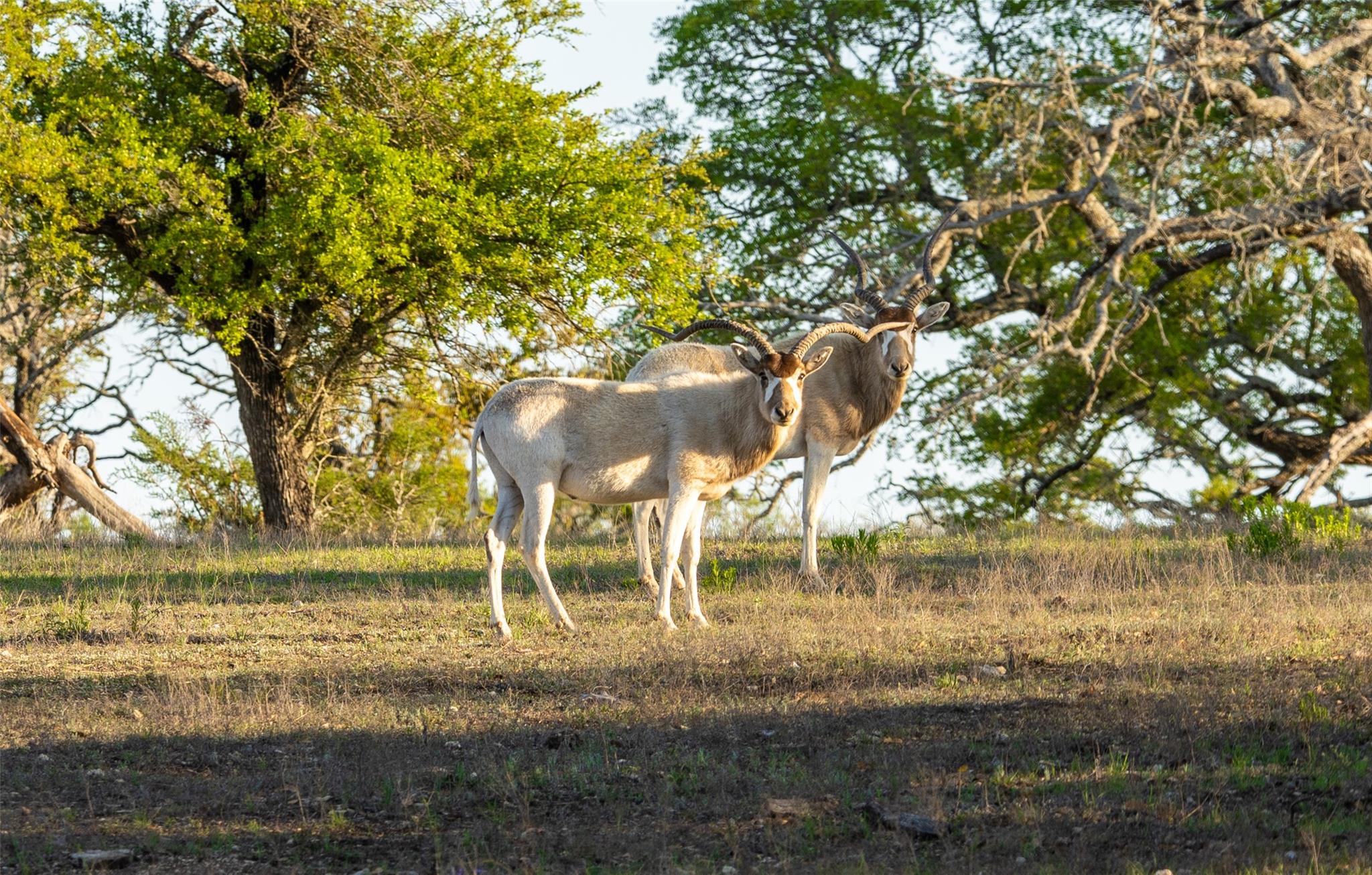 5525 FM2340 Rd, Burnet, TX 78611