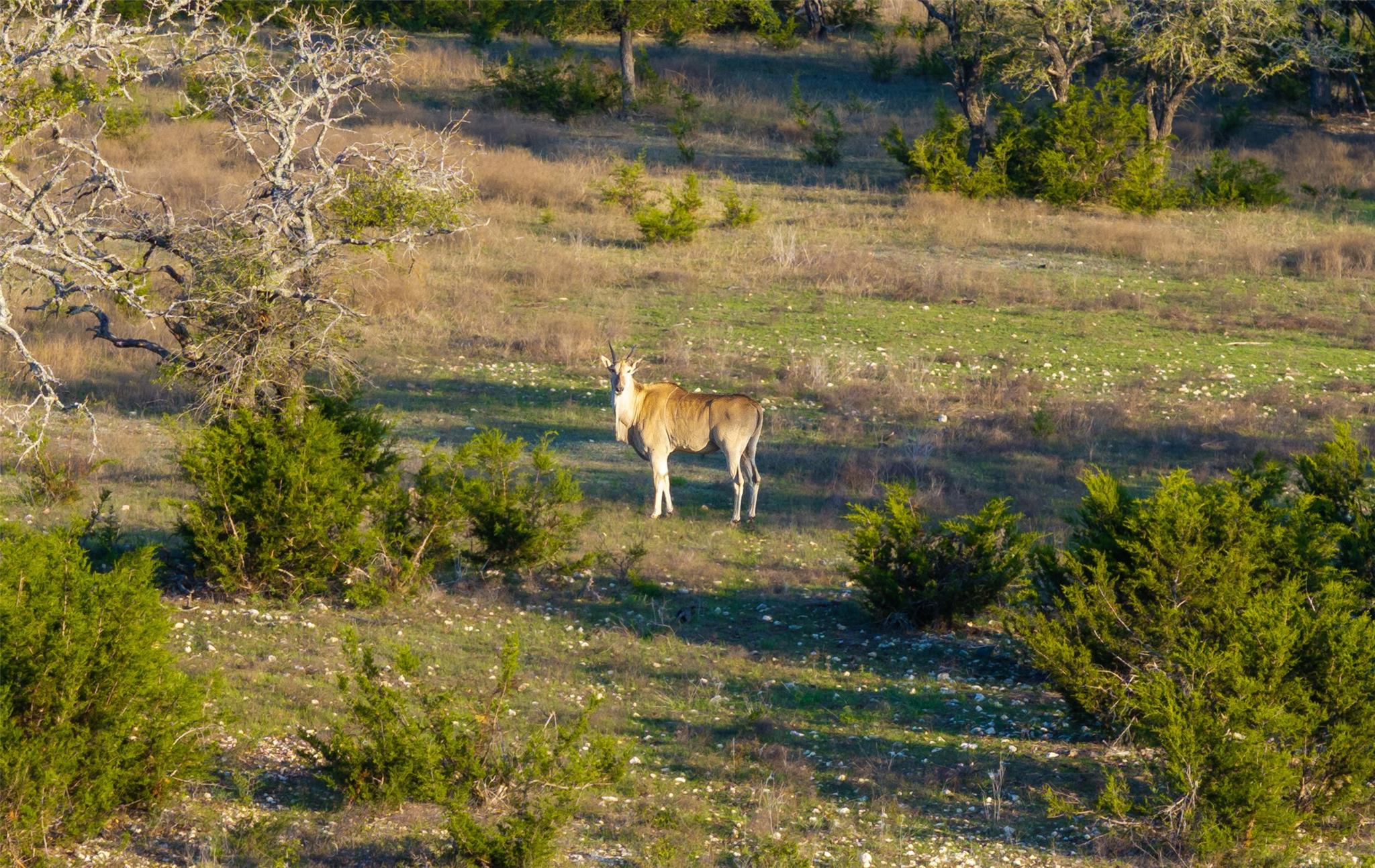 5525 FM2340 Rd, Burnet, TX 78611