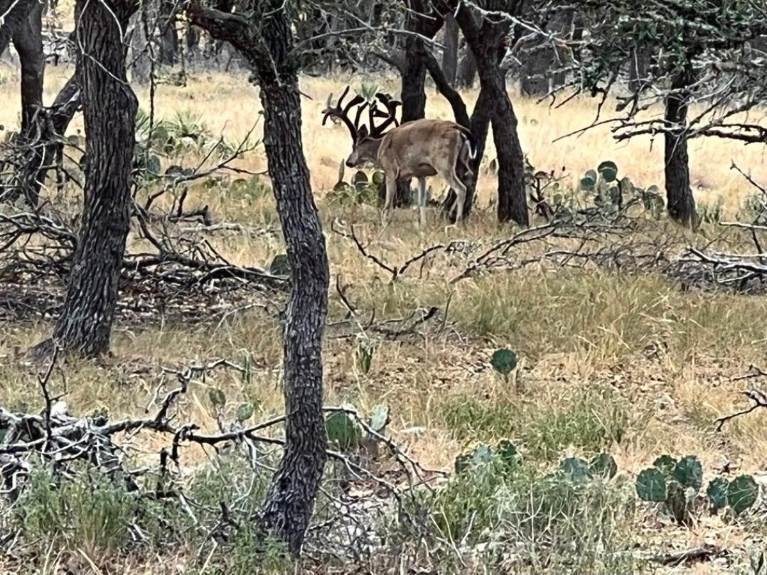 TBD CROOKED TREE Cir, Harper, TX 78631