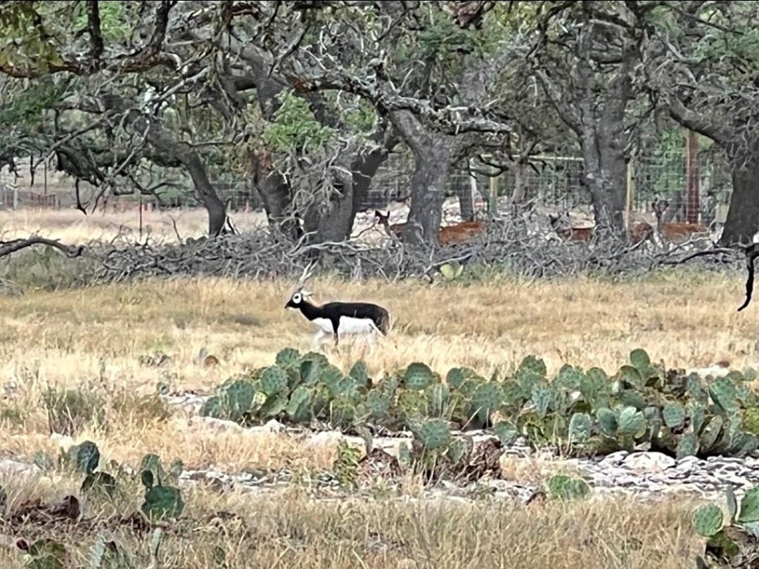 TBD CROOKED TREE Cir, Harper, TX 78631