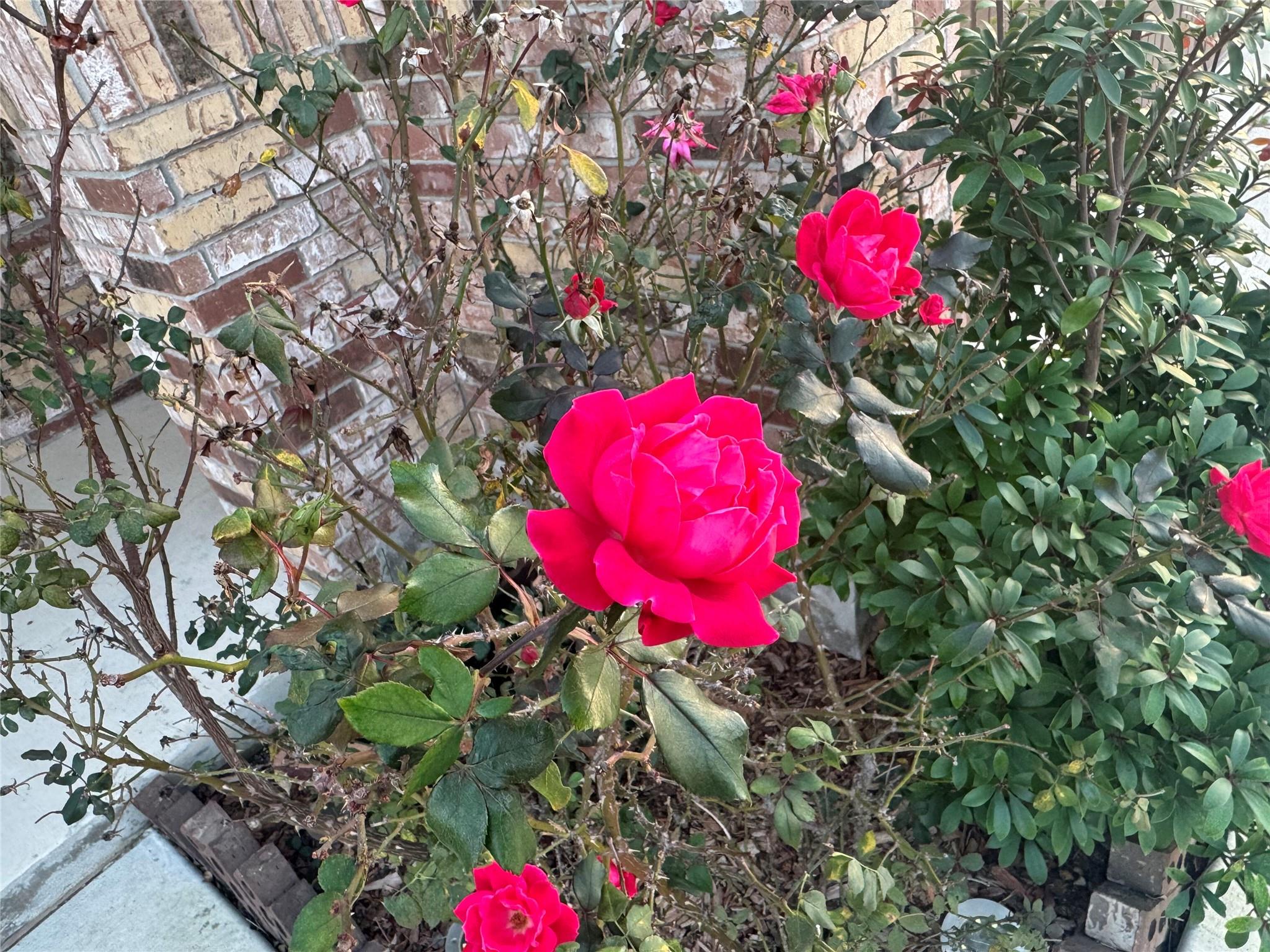 4433 Venticano Pl, Round Rock, TX 78665