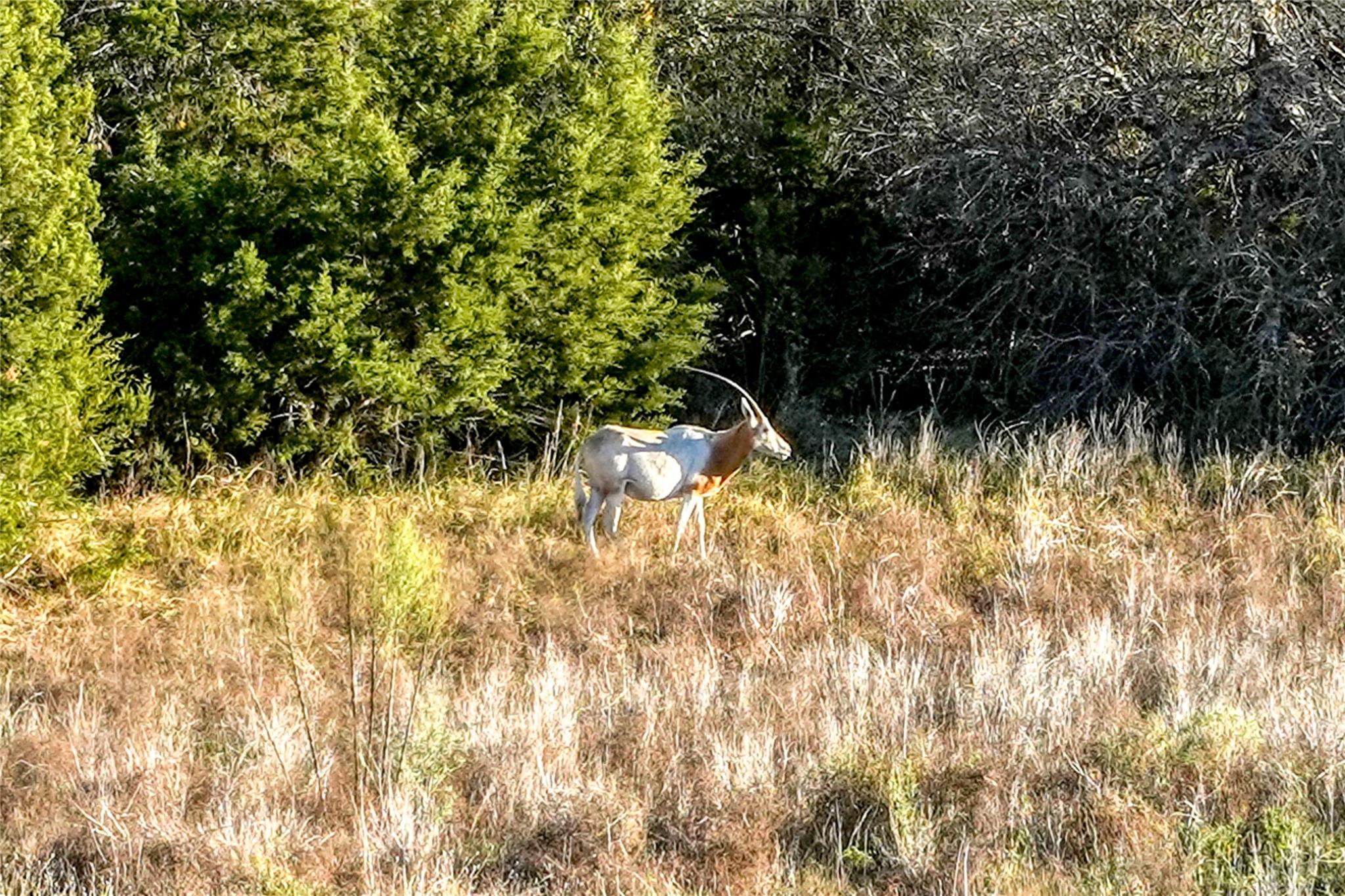 137 Falling Oak Dr Dr, Blanco, TX 78606