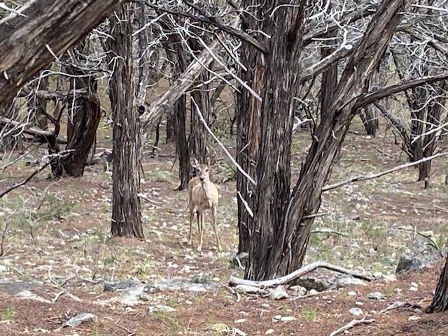 20902 Stone Cliff Dr, Lago Vista, TX 78645