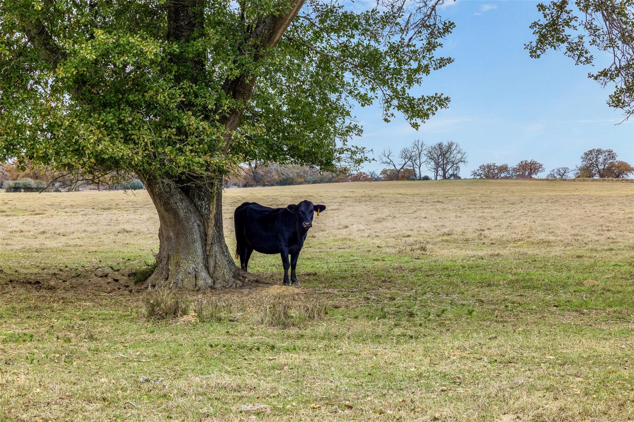 2150 County Road 412, Lexington, TX 78947