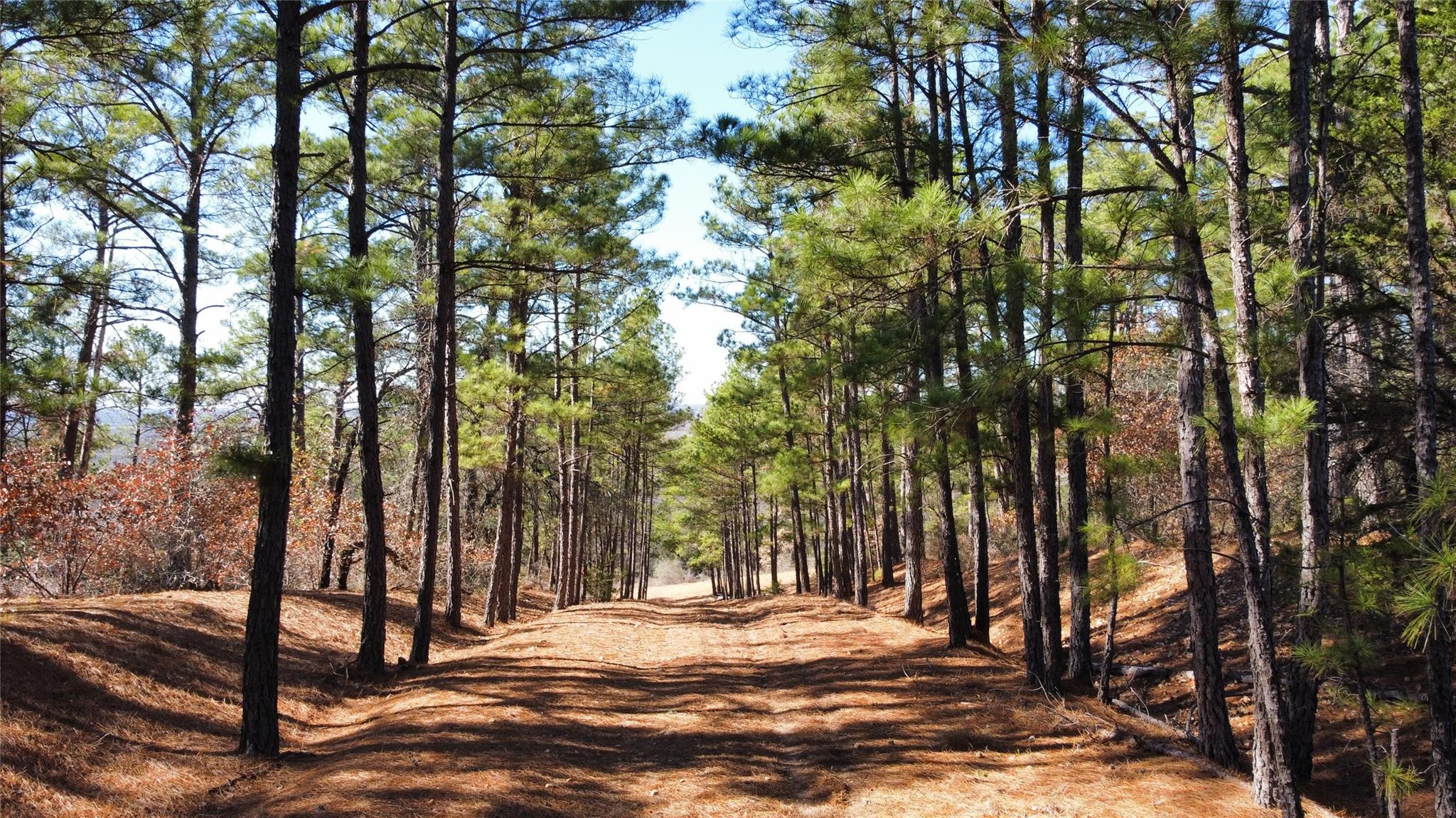 0 Pine Lodge Drive Lot 26, Bastrop, TX 78602