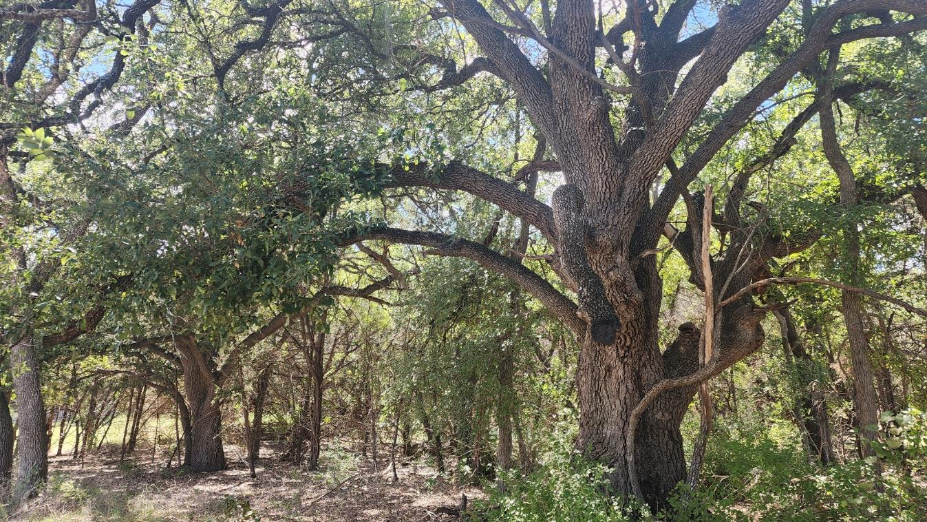 25615 Ronald W Reagan Blvd, Georgetown, TX 78633