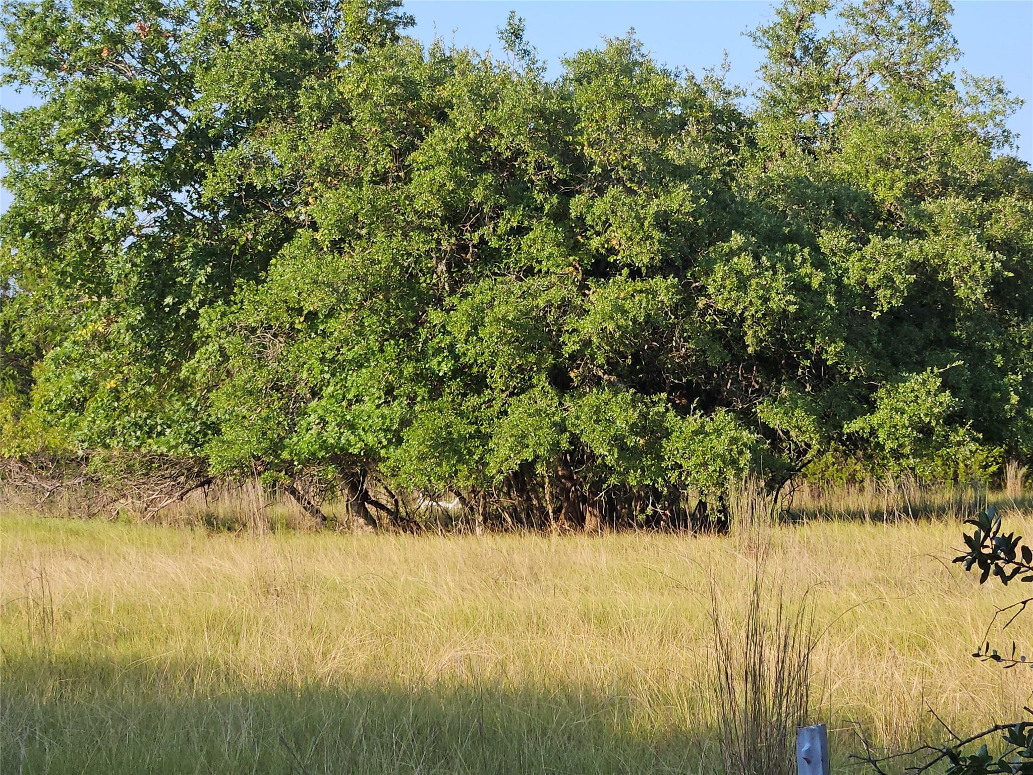 2217 Downing Ln, Leander, TX 78641