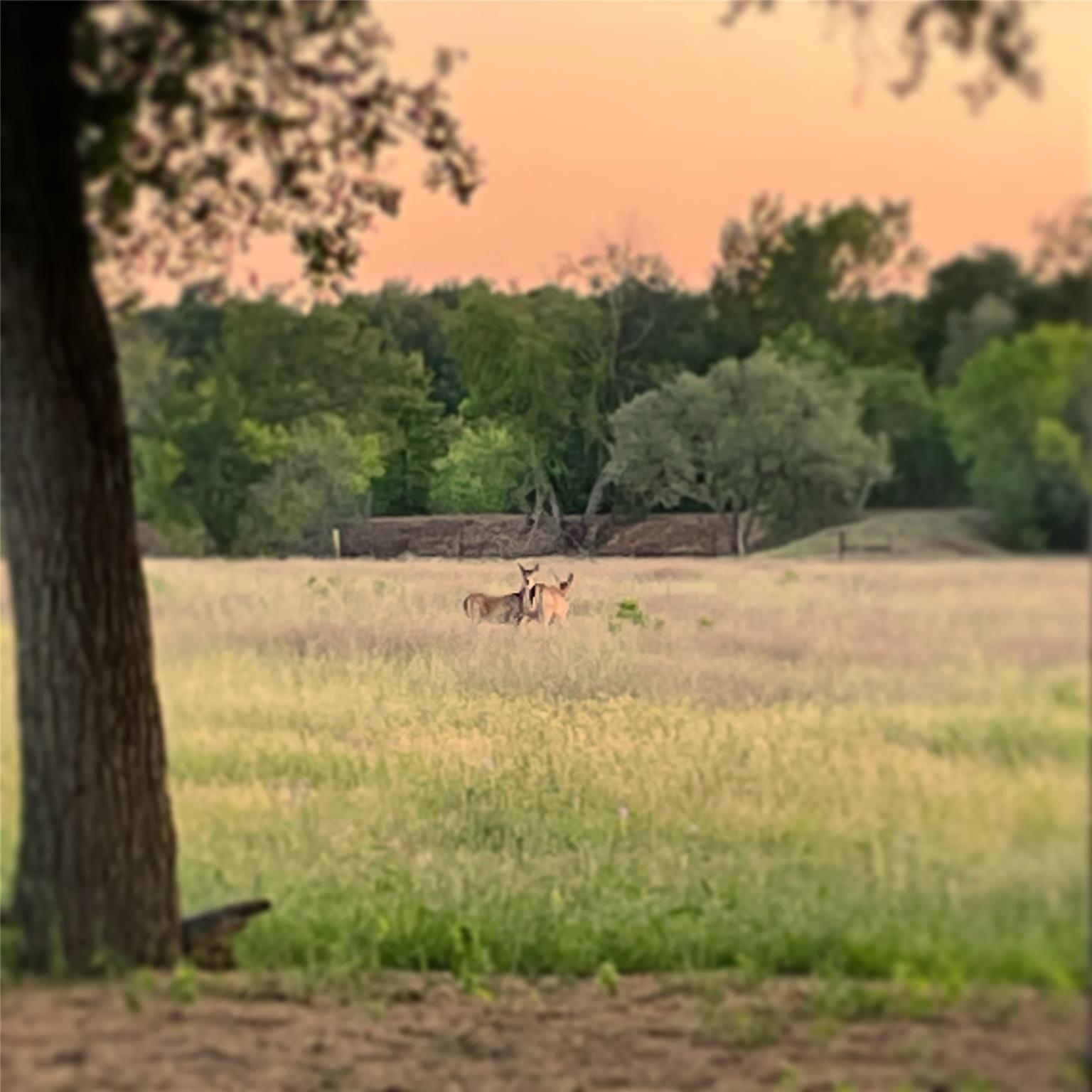 3000 Pettytown Rd, Dale, TX 78616