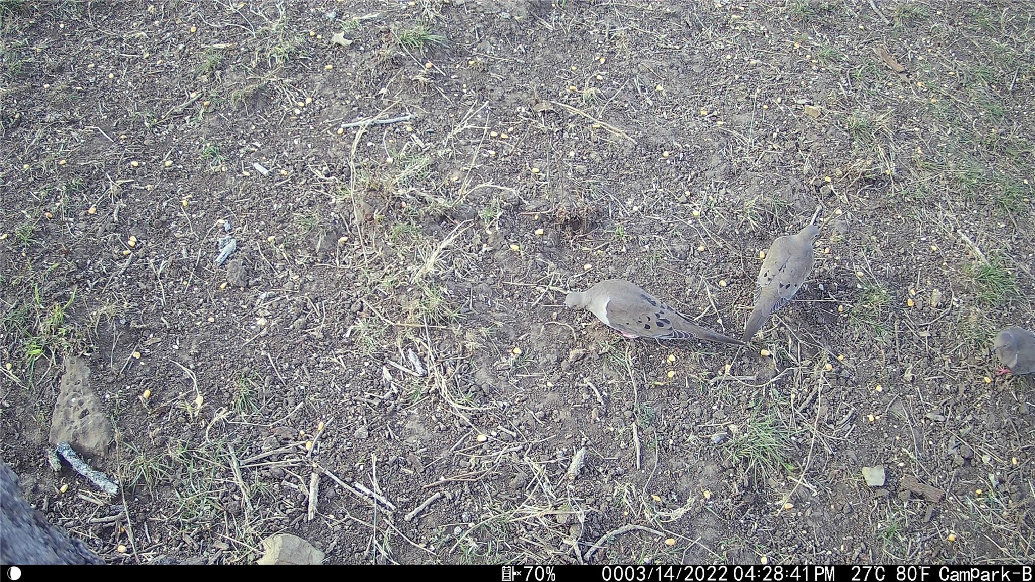 3000 Pettytown Rd, Dale, TX 78616