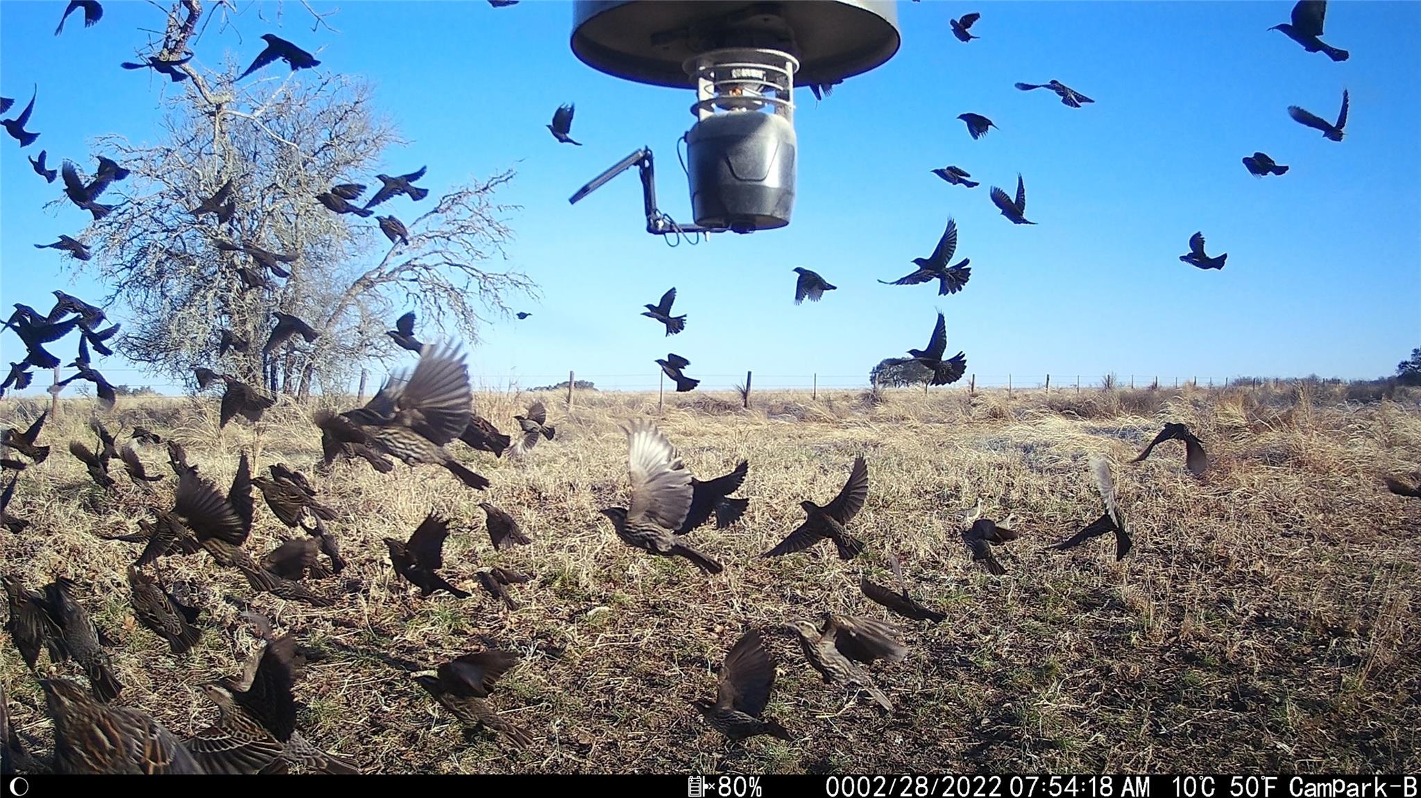 3000 Pettytown Rd, Dale, TX 78616