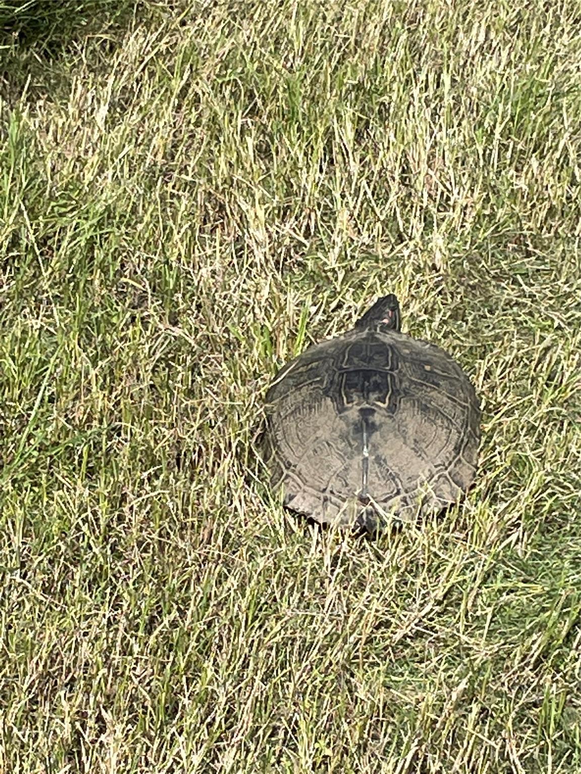 3000 Pettytown Rd, Dale, TX 78616