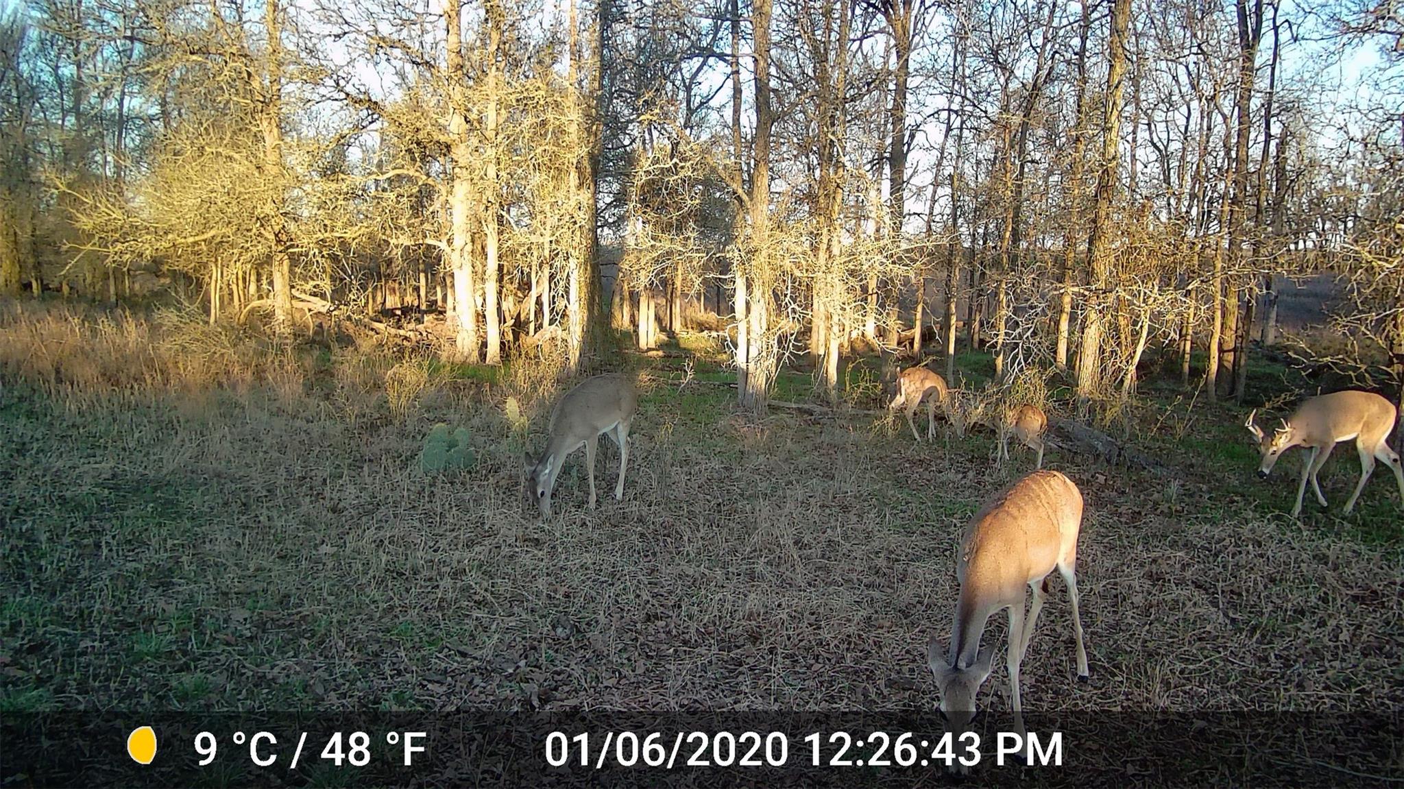 3000 Pettytown Rd, Dale, TX 78616