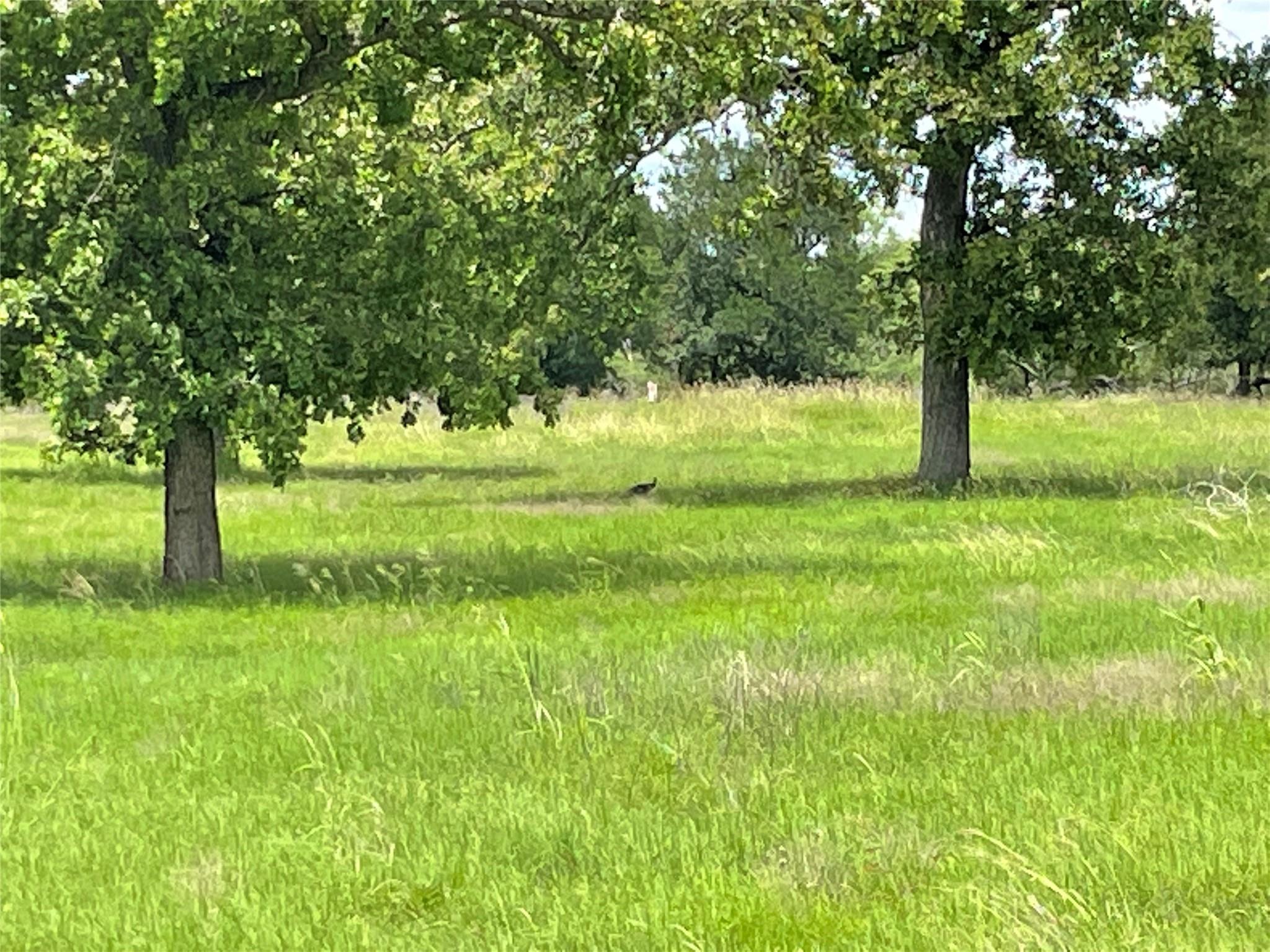 3000 Pettytown Rd, Dale, TX 78616