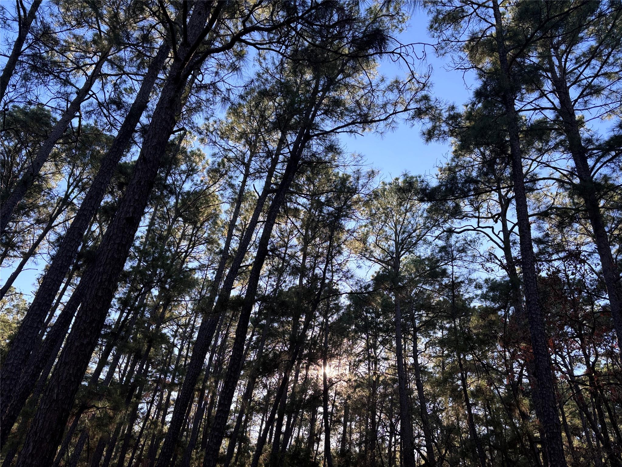 987 Stephen Ln, La Grange, TX 78945