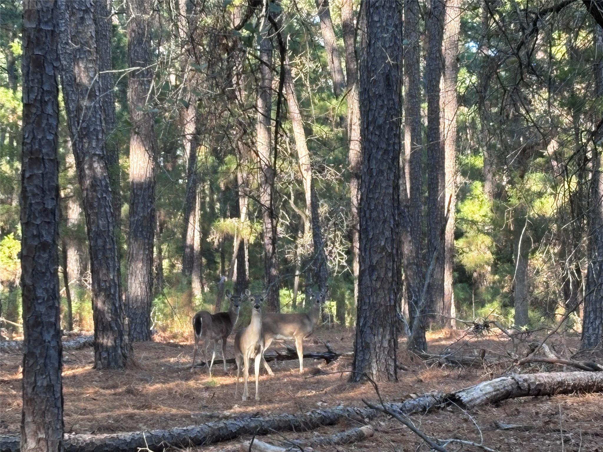 987 Stephen Ln, La Grange, TX 78945