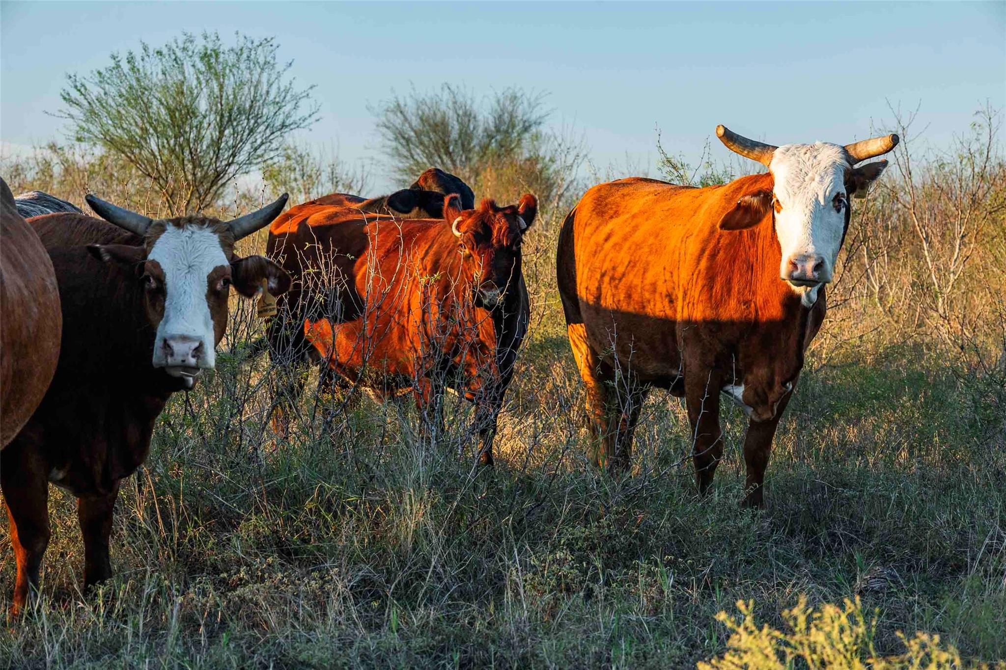 3191 County Road 463, Elgin, TX 78621