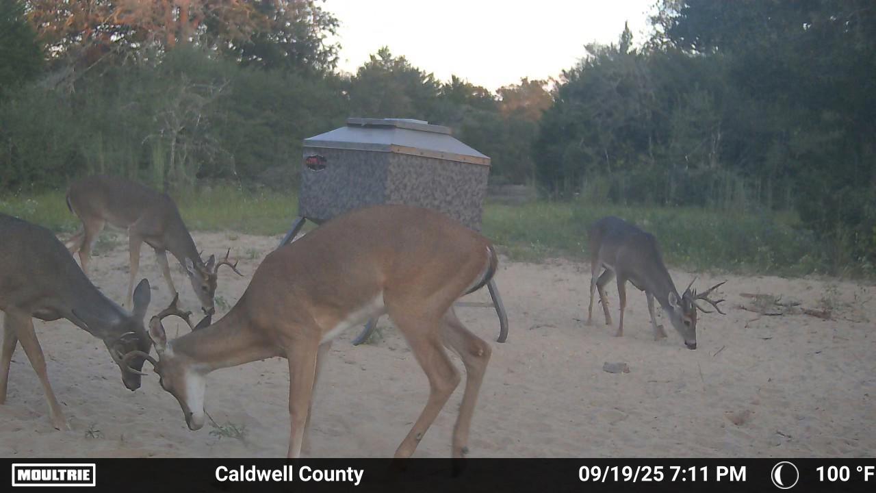 555 Altamira Ln, Dale, TX 78616