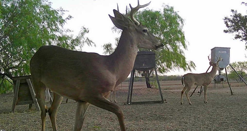 FM 2294 FM 2294, San Isidro, TX 78588