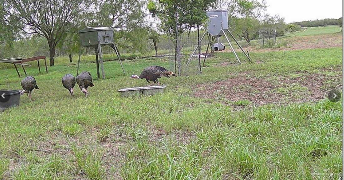 FM 2294 FM 2294, San Isidro, TX 78588