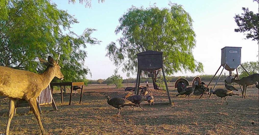 FM 2294 FM 2294, San Isidro, TX 78588