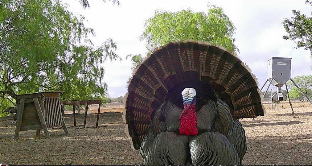 FM 2294 FM 2294, San Isidro, TX 78588