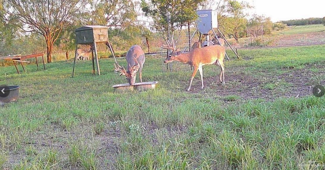 FM 2294 FM 2294, San Isidro, TX 78588