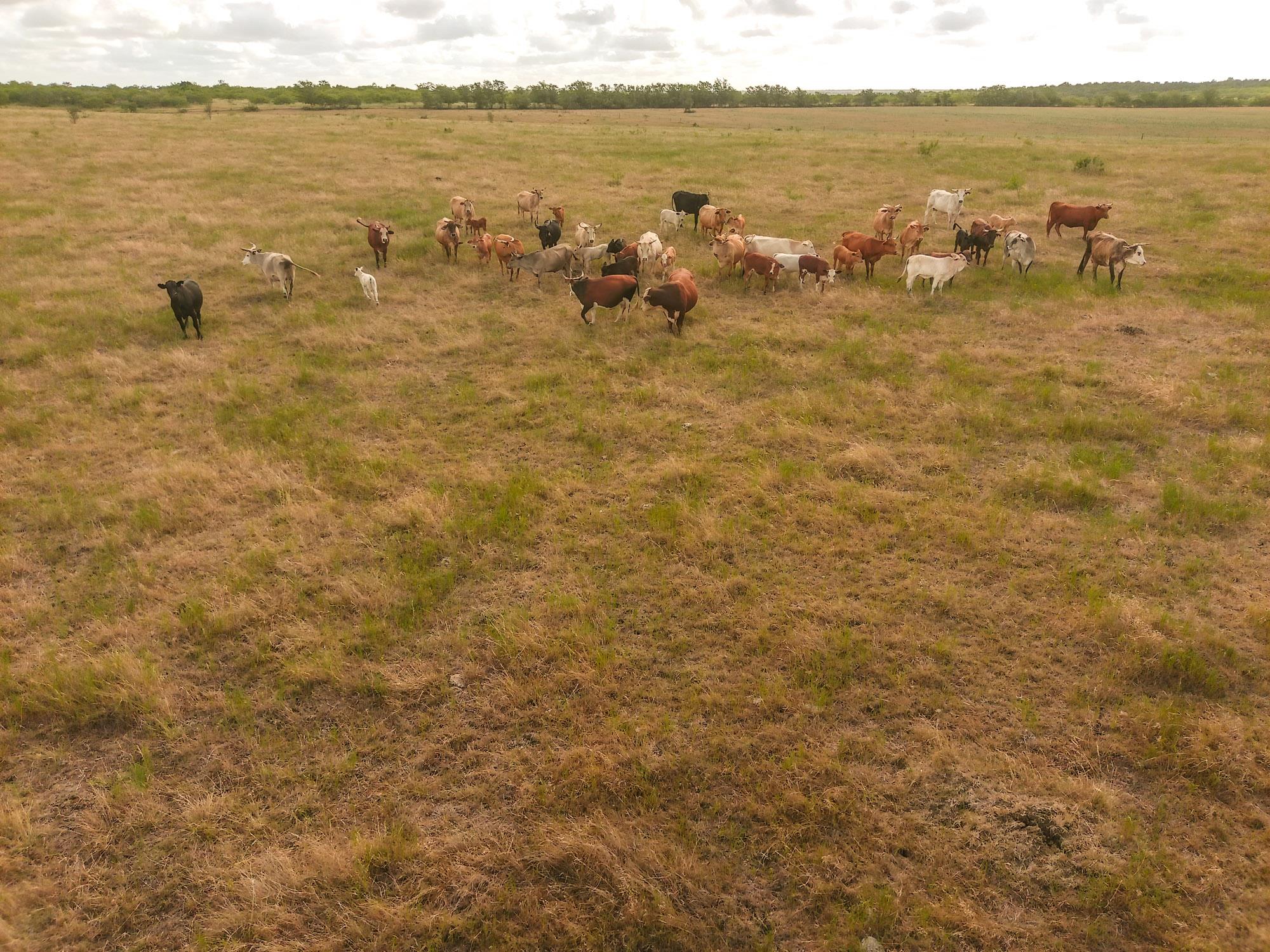 TBD County Road 446, Waelder, TX 78959